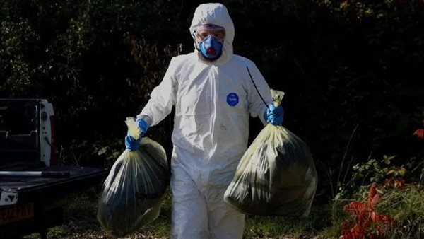 إنفلونزا الطيور