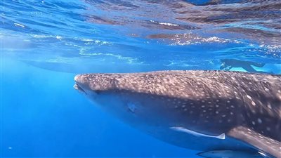 بعد ظهوره بمرسى نكاري.. تحذيرات من لمس أو ركوب القرش بهلول | صور وفيديو