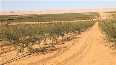 محافظ الوادي الجديد يكلف بحصر زراعات الزيتون