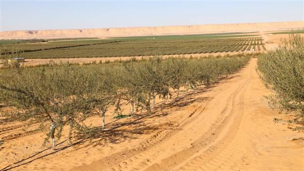 زراعات الزيتون بالوادى