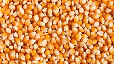 من 200 لـ 500 جنيه تراجعًا في أسعار الذرة الصفراء وكسب الصويا