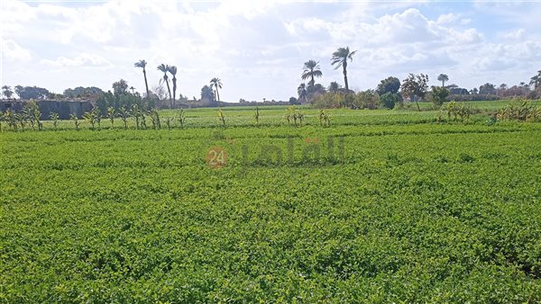 سماء بني سويف 