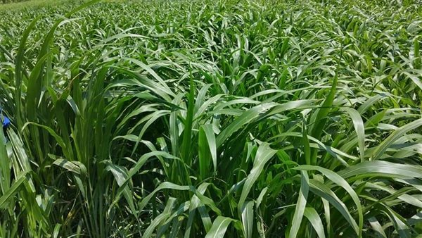 توصيات لمزارعي الأعلاف