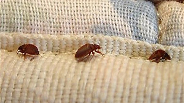 حشرات الملاءة