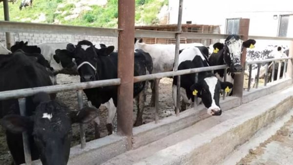 أسعار الأضاحي