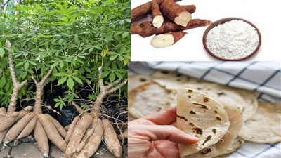 أستاذ تغذية بالقومي للبحوث يقترح استخدام الكاسافا بديلا للقمح