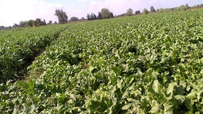 رئيس مركز الزراعات التعاقدية: خططنا للاقتراب من مستوى الاكتفاء الذاتي بأغلب المحاصيل خلال 5 سنوات مقبلة 