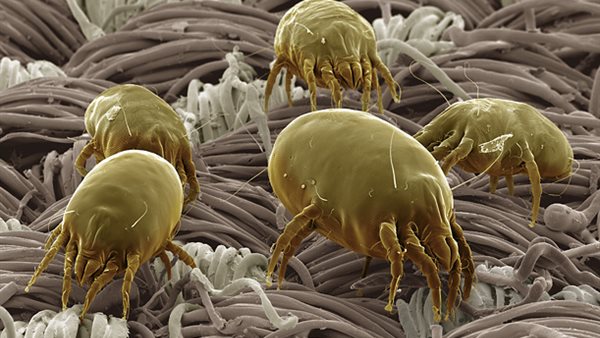 حشرات الفراش 