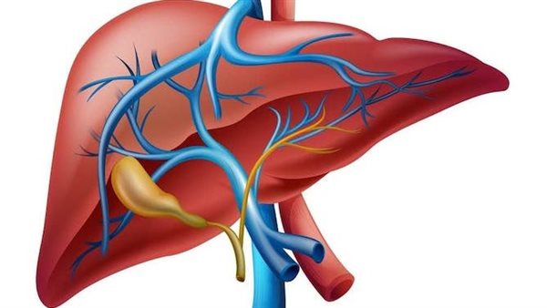 الكبد