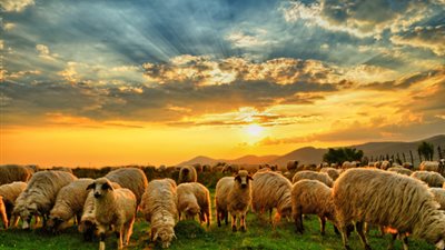 لـ ذكائها الكبير.. الأغنام تفضل الترابط مع خراف خارج القطيع | دراسة