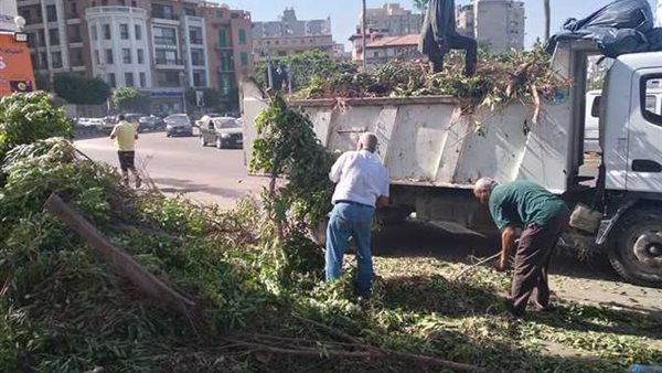 إزالة أشجار