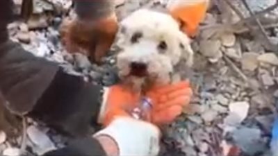 لحظات مليئة بالرحمة.. فريق الإنقاذ في تركيا ينقذ كلبا من تحت الأنقاض