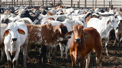 محافظ بورسعيد: محطة تسمين الماشية والمجزر الآلي صمام أمان للمواطنين