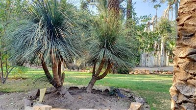 أسرار شجيرة الديزيليريون بحديقة قصر محمد علي بالمنيل | صور