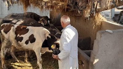 السبت.. انطلاق الحملة القومية لتحصين الماشية ضد الحمى القلاعية في قنا