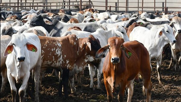 محطة تسمين الماشية