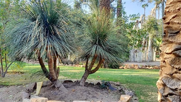  شجيرة الديزيليريون