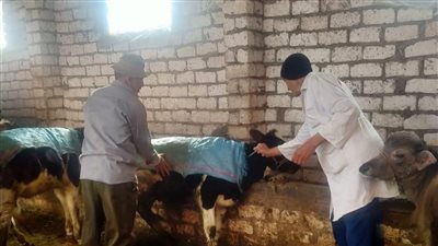 تحصين 97 ألف رأس ماشية في الدقهلية