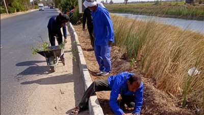 زراعة 110 أشجار مثمرة ضمن مبادرة 100 مليون شجرة بالمنيا