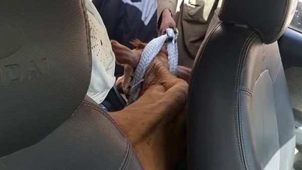 عجل في سيارة ملاكي