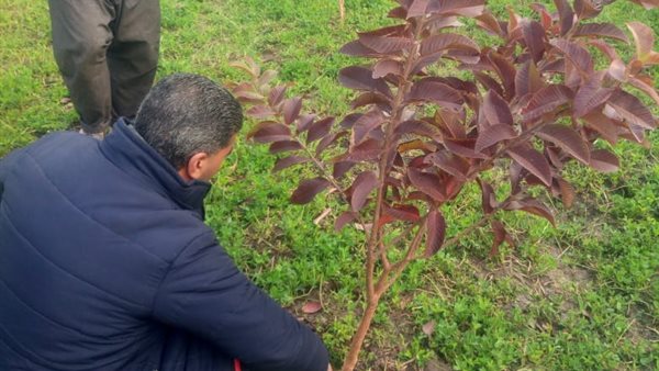 الدعم الفني لمزارعي