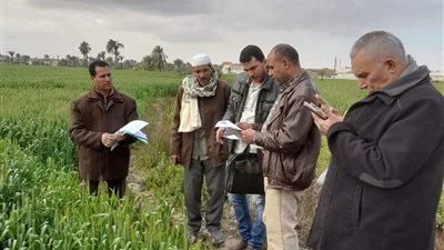 استمرار فعاليات لجنة حصر المساحات المنزرعة بمحصول القمح بمركز إطسا بالفيوم