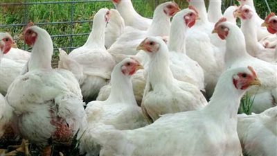 تراجع أسعار الفراخ البيضاء اليوم.. وزيادة في سعر كرتونة البيض
