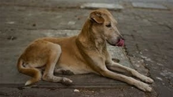 صورة تعبيرية 