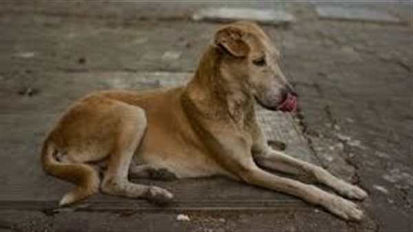 صورة تعبيرية 