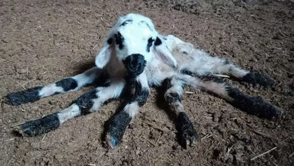 خروف بـ 6 أرجل