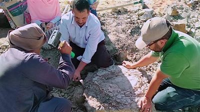 اكتشاف سلحفاة نهرية عمرها أكثر من 70 مليون سنة بالوادي الجديد| صور