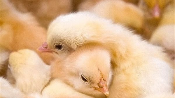 سعر الكتكوت