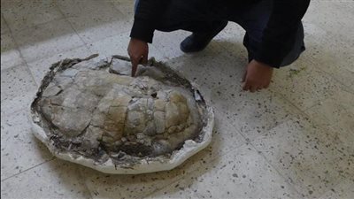 بعد اكتشاف سلحفاة عمرها 70 مليون سنة.. اكتشافات جديدة بالوادي الجديد والإعلان نهاية العام 