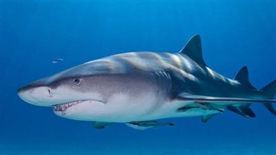 بعد عودته مجددًا.. تعرف على آخر ظهور لقرش النمر بسواحل مرسى علم