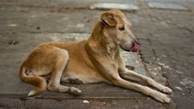 الواقعة الثانية في أسبوع.. كلب ضال يعقر شخصين بالمنوفية
