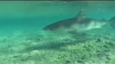 بعد رصد القرش النمر منذ أيام.. محميات البحر الأحمر تنتهي من عملية تمشيط سواحل مرسى علم