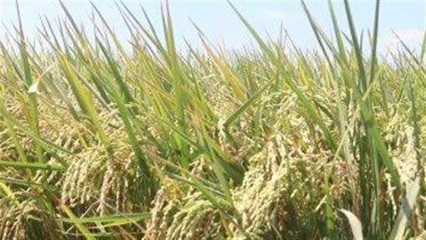 محصول الأرز 