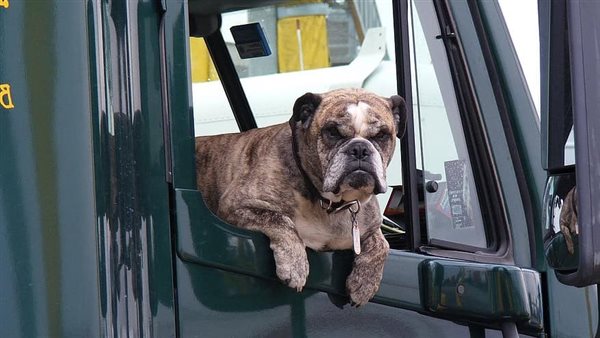 الكلاب - أرشيفية