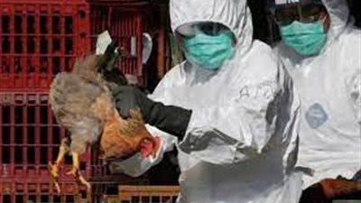 منظمة صحة الحيوان تعيد النظر في استراتيجيات الوقاية من إنفلونزا الطيور