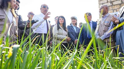 وزيرة التعاون الدولي تتفقد عددا من المزارع الحقلية بالمنيا