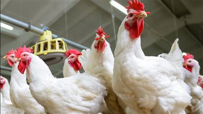 أسعار الدواجن اليوم الخميس 3 يوليو 2025 في الأسواق