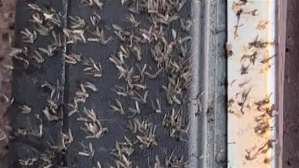 انتشار أسراب الناموس