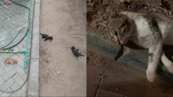 تسميم القطط في نادي