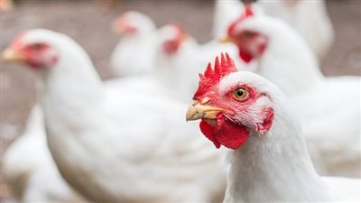 ارتفاع طفيف في أسعار الدواجن اليوم الاثنين 6 - 11 -2023