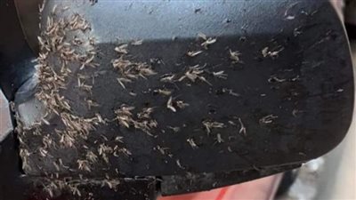 مديرية الصحة بالإسكندرية تكشف تفاصيل انتشار أسراب من الحشرات على الطريق الدولي | بث مباشر