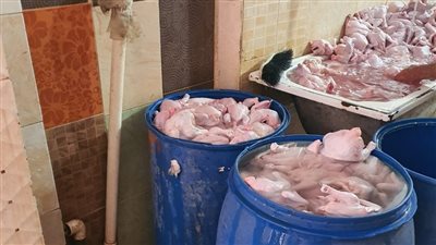 ضبط طن دواجن مذبوحة خارج المجازر المرخصة ببيلا في كفر الشيخ