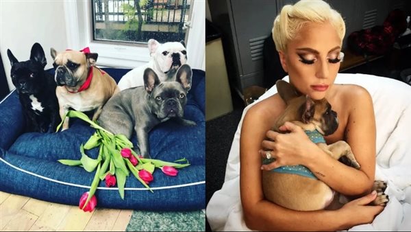 ليدي جاجا وكلابها