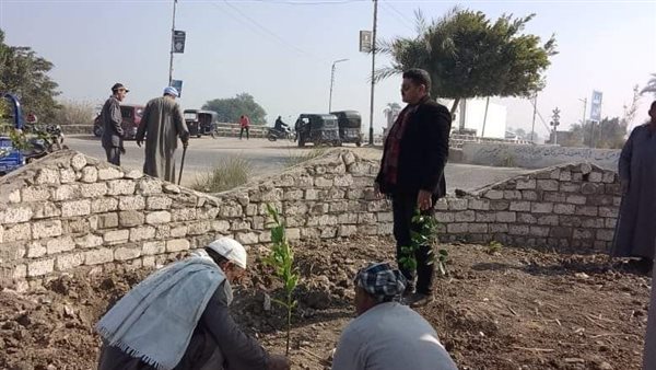 زراعة الأشجار بالمنيا