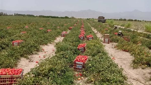 الزراعة في سيناء