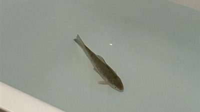 بعد 48 ساعة.. امرأة تعثر على سمكة حية في الثلاجة 